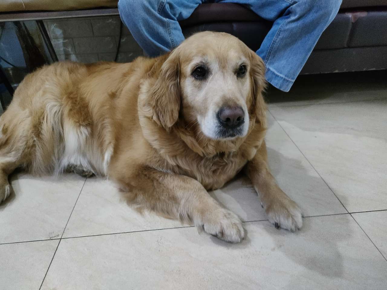 宠物店的老金毛